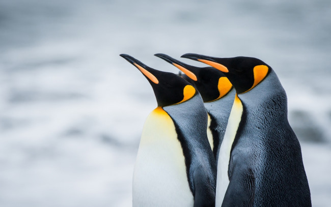 Обои картинки фото животные, пингвины, профили, снег