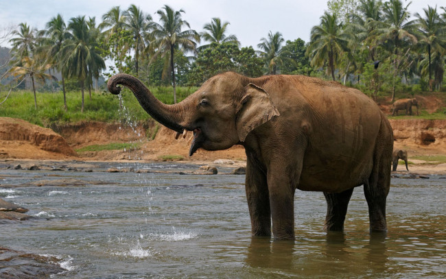 Обои картинки фото животные, слоны, слон, саванна, elefant, млекопитающее, водопой, река, купание