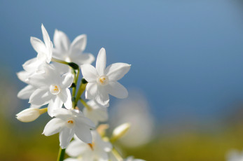 Картинка цветы нарциссы бутоны соцветие макро белые