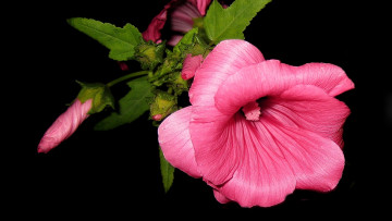Картинка цветы мальвы розовый