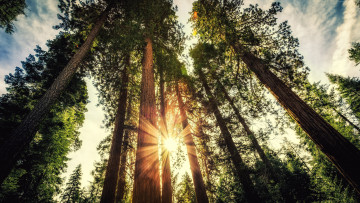 Картинка sequoia+national+park природа лес sequoia national park деревья солнце лучи