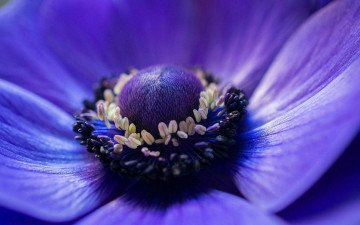 Картинка цветы анемоны +сон-трава цветок фиолетовый макро