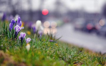 Картинка цветы крокусы фиолетовый макро дорога роса трава крокус