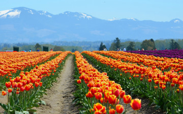 Картинка цветы тюльпаны поле горы люди природа