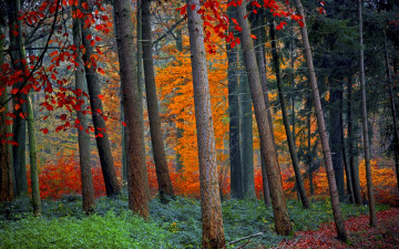 Картинка природа лес trees foliage forest