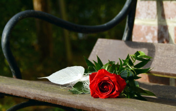 Картинка цветы розы одиночка роза скамейка