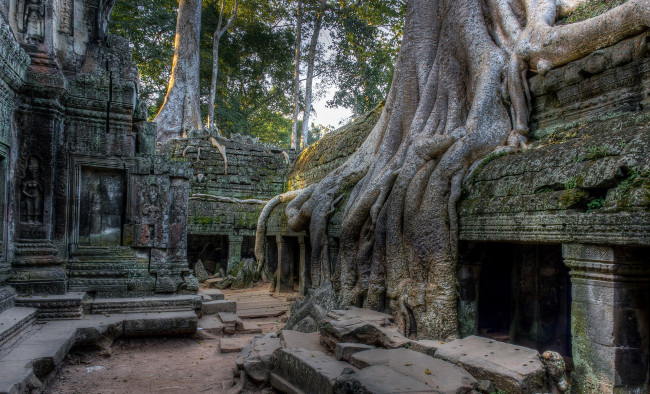 Обои картинки фото cambodia angkor, города, - исторические,  архитектурные памятники, cambodia, angkor, камни, старина, памятник, культура, архитектура, дерево, корни