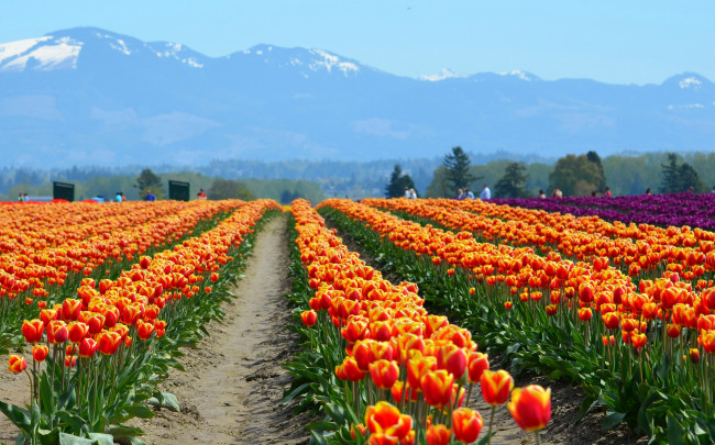 Обои картинки фото цветы, тюльпаны, поле, горы, люди, природа