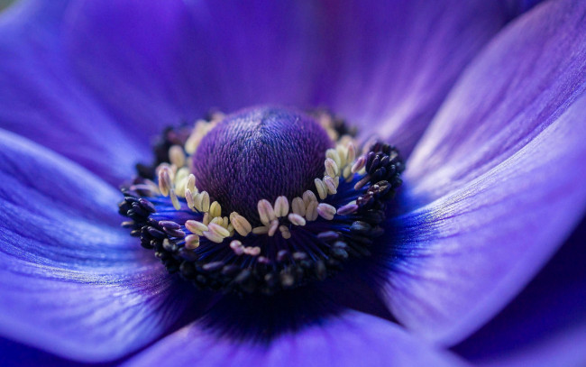 Обои картинки фото цветы, анемоны,  сон-трава, цветок, фиолетовый, макро