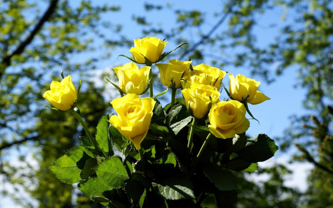 Обои картинки фото цветы, розы, букет, желтые