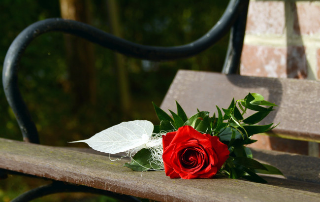 Обои картинки фото цветы, розы, одиночка, роза, скамейка