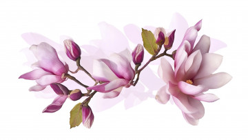 Картинка 3д+графика цветы+ flowers магнолия