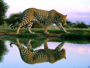 обоя животные, леопарды, вода, профиль, отражение, леопард