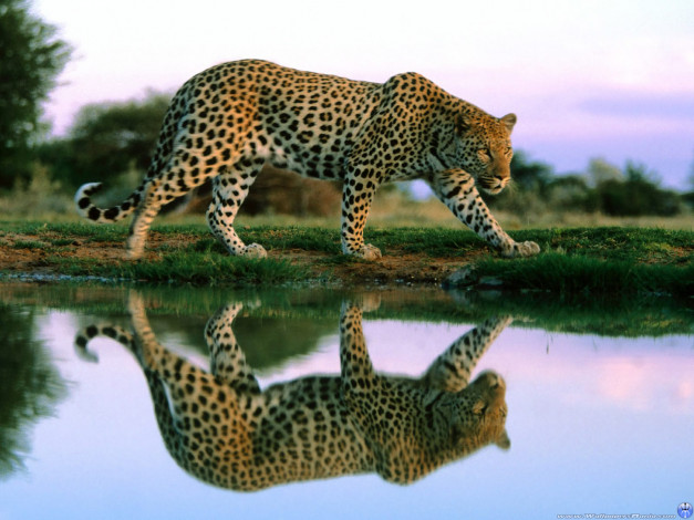 Обои картинки фото животные, леопарды, вода, профиль, отражение, леопард