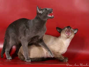 Картинка щитович анна известные исполнители мява кошачьего red дуэт животные коты
