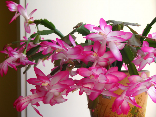 Обои картинки фото шлюмбергера, цветы, кактусы