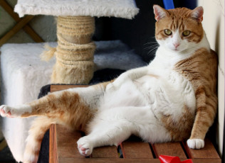Картинка животные коты толстый забавный