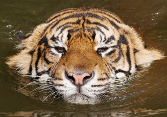 Картинка плывущий тигр животные тигры плывёт вода морда