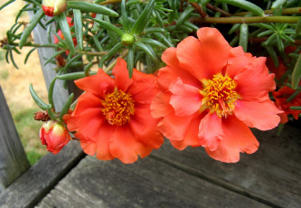 Картинка цветы портулак оранжевый лепестки