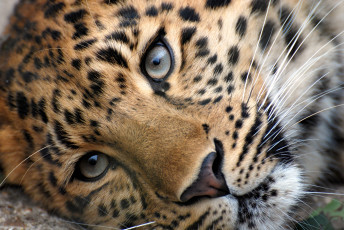 Картинка морда леопарда животные леопарды взгляд усы