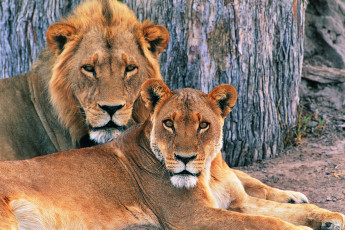Картинка львы животные пара лев львица