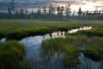 Картинка природа деревья вода небо трава отражение болота лес