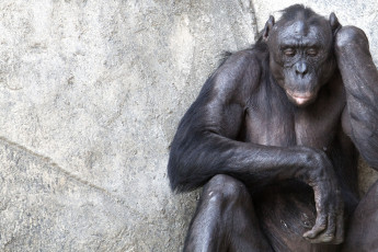 Картинка животные обезьяны шимпанзе грусть задумчивость