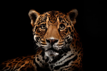 обоя животные, Ягуары, хищник, взгляд, леопард, ягуар