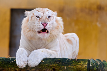 Картинка белый тигр животные тигры взгляд рычит морда лежит