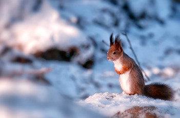 Картинка животные белки снег маленький хвост