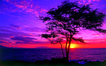 обоя beautiful, sunset, природа, восходы, закаты, закат, дерево, вода