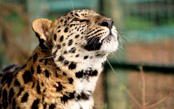 Картинка любопатство животные леопарды смотрит вверх морда