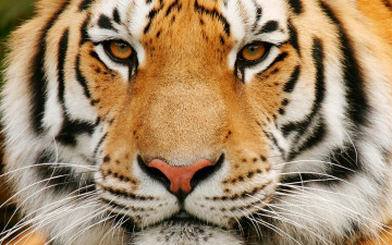 Картинка морда тигра животные тигры полоски нос глаза усы