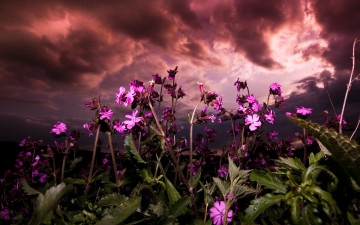Картинка purple flowers природа луга поле луг цветы