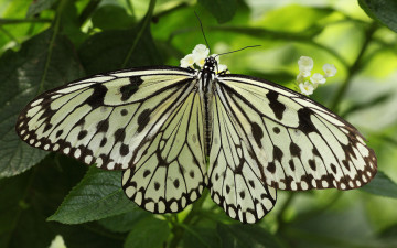 Картинка животные бабочки бабочка