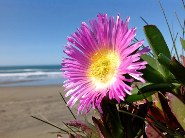 Обои картинки фото цветы, аизовые, берег, цветок, море
