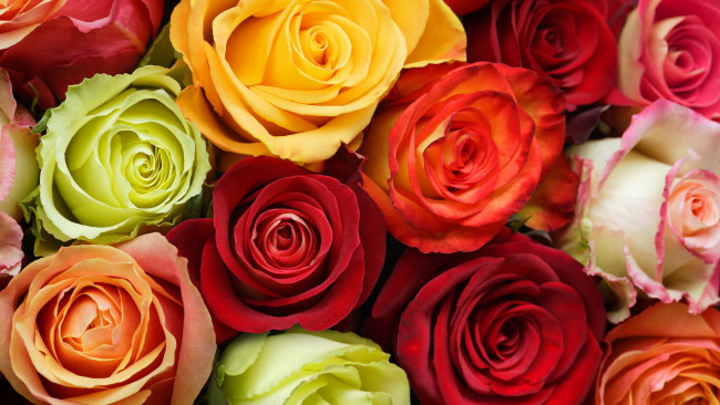 Обои картинки фото цветы, розы, бутоны, красный, оранжевый, желтый, белый, зеленый