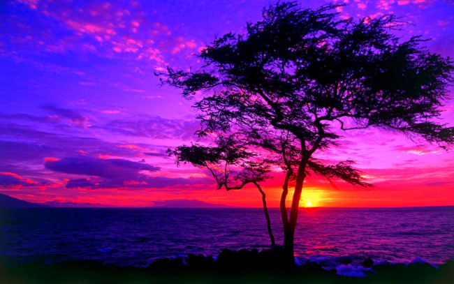 Обои картинки фото beautiful, sunset, природа, восходы, закаты, закат, дерево, вода