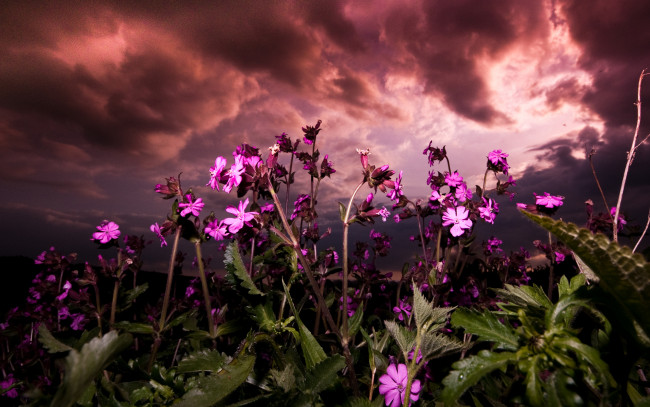 Обои картинки фото purple, flowers, природа, луга, поле, луг, цветы