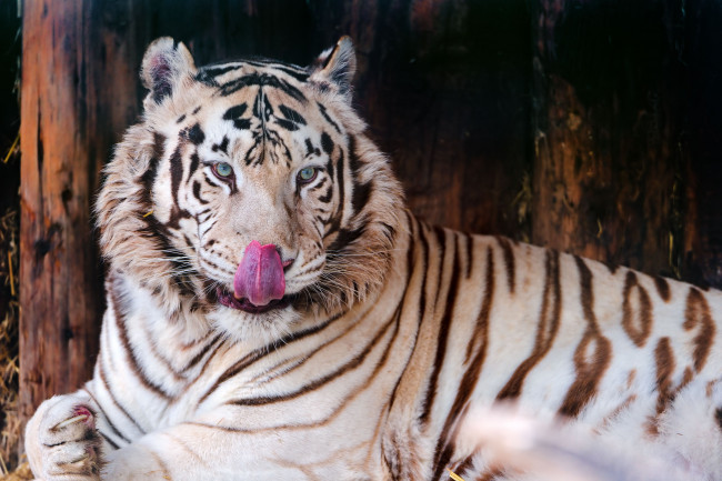 Обои картинки фото животные, тигры, язык, белый, тигр