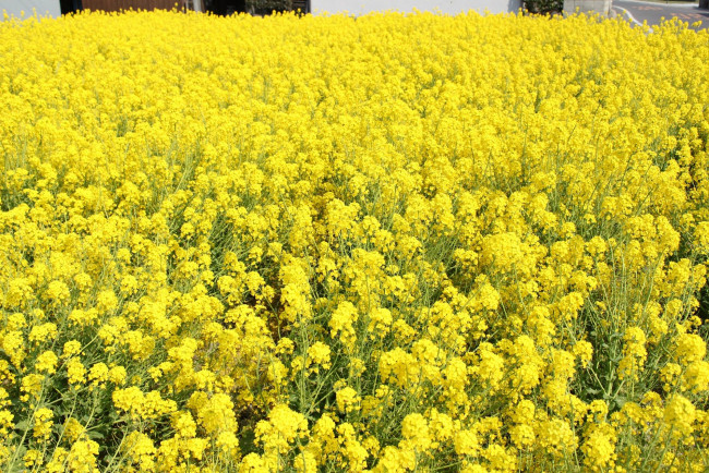 Обои картинки фото цветы, луговые, полевые, поле, желтые