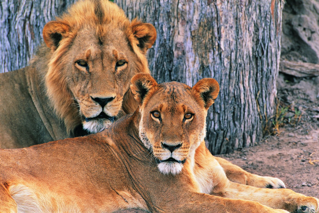 Обои картинки фото львы, животные, пара, лев, львица