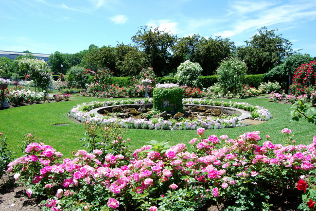 Обои картинки фото природа, парк, rose, gardens, usa, boston
