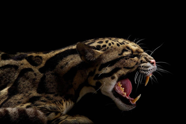 Обои картинки фото животные, леопарды, морда, оскал, леопард, клыки