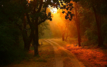 Картинка природа дороги лес закат деревья