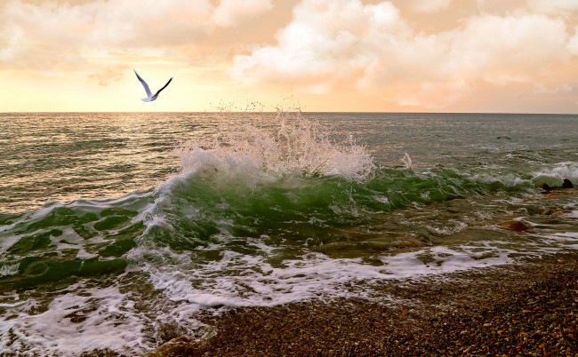 Обои картинки фото природа, моря, океаны, море, волна, чайка, галька