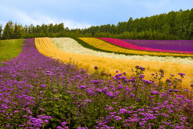 Обои картинки фото природа, поля, разноцветный