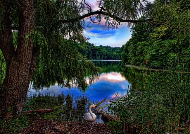 Обои картинки фото природа, реки, озера, деревья, вода, лебедь