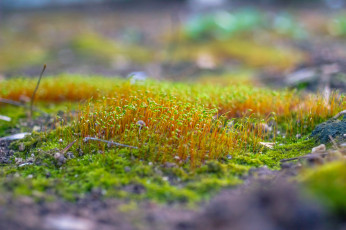 Картинка природа макро мох трава ростки