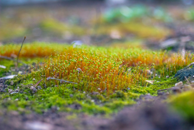 Обои картинки фото природа, макро, мох, трава, ростки